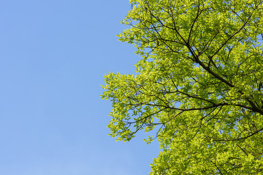 蓝天和绿树