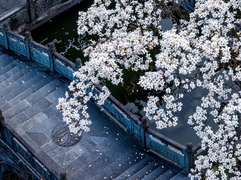 杭州臨安天目山禪源寺的白玉蘭