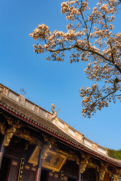 杭州臨安天目山禪源寺的白玉蘭