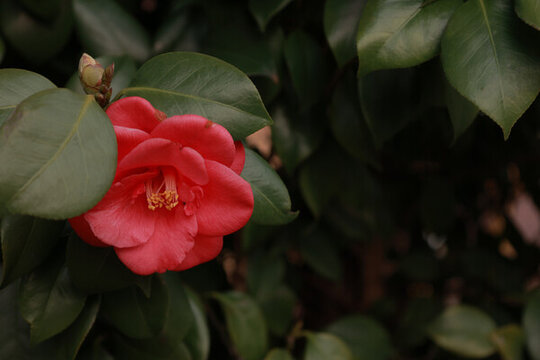 山茶花