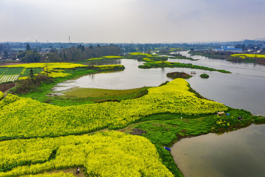 川西壩子油菜花水景