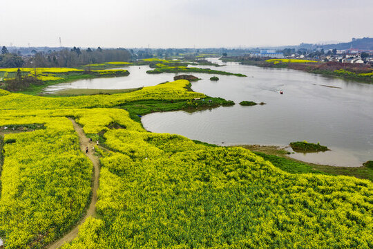 川西壩子油菜花水景