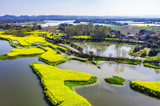 川西壩子水鄉(xiāng)油菜花