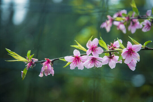 盛開(kāi)的桃花
