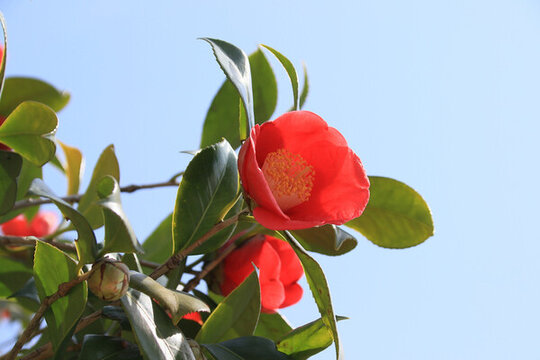 盛開(kāi)的山茶花