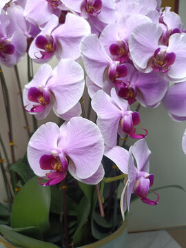 蝴蝶花