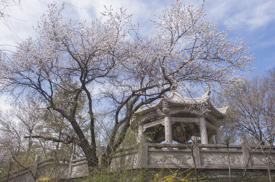 红山公园春天风景