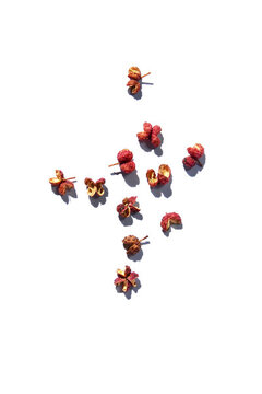 大紅袍花椒