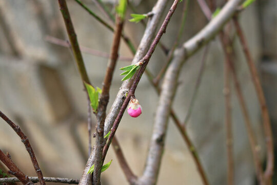 春天桃花的花苞