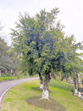 榕樹