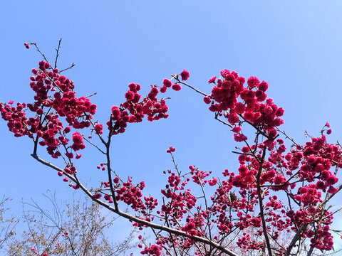 櫻花
