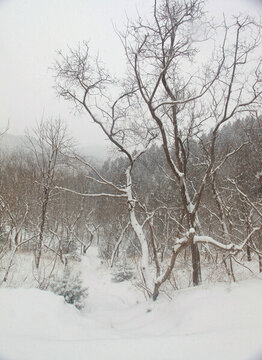 雪后山林