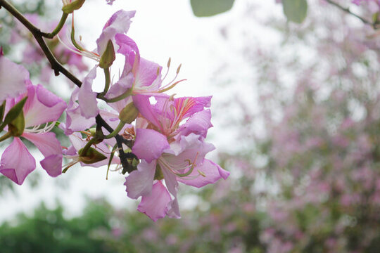 春天雨中广州的紫荆花