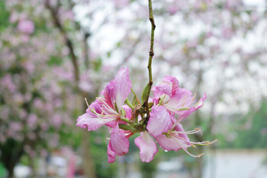 春天雨中广州的紫荆花
