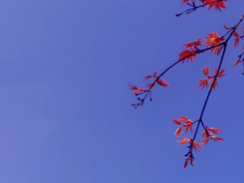 紅葉