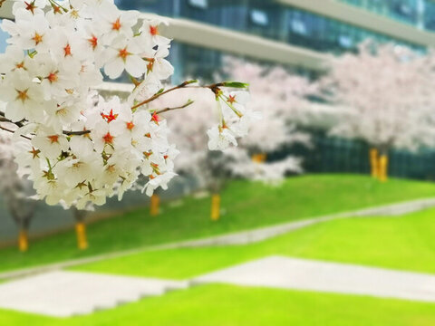 櫻花