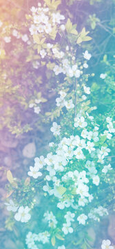 花朵背景