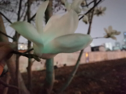 玉蘭