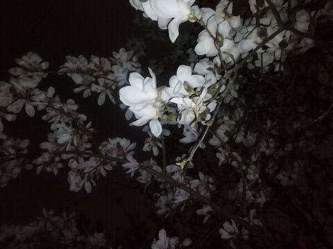 玉蘭