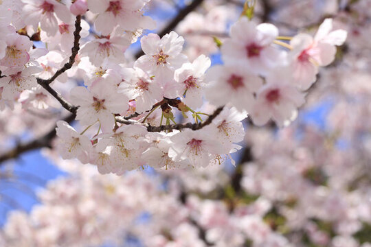 櫻花