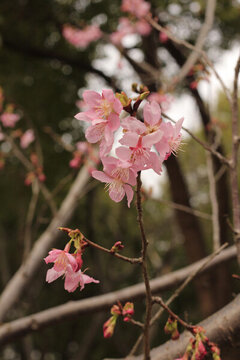 櫻花