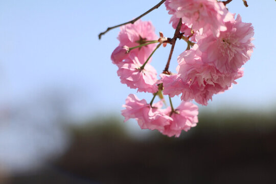 春日的藍(lán)天和盛開(kāi)的櫻花
