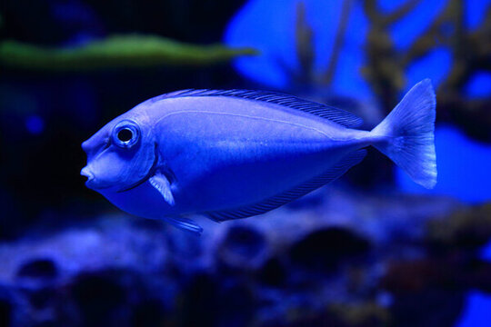 長吻鼻魚