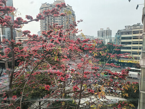 紅棉花