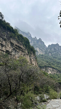 森林高山石頭