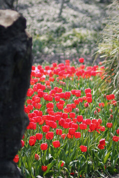 杭州太子灣公園郁金香花卉