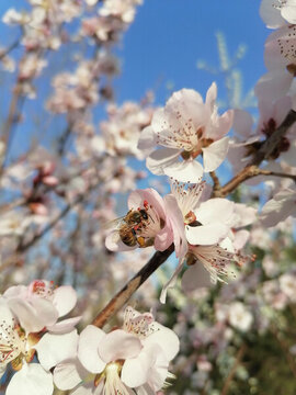 春天蜜蜂花朵