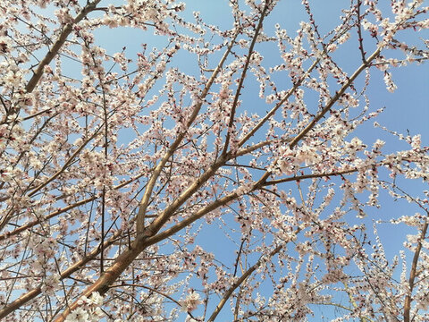 滿樹山桃花