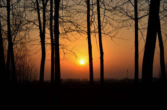 夕陽樹林