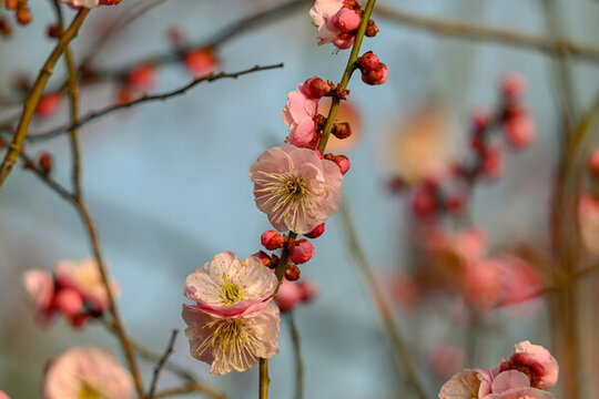 紅梅盛開春天春暖花開梅花開放