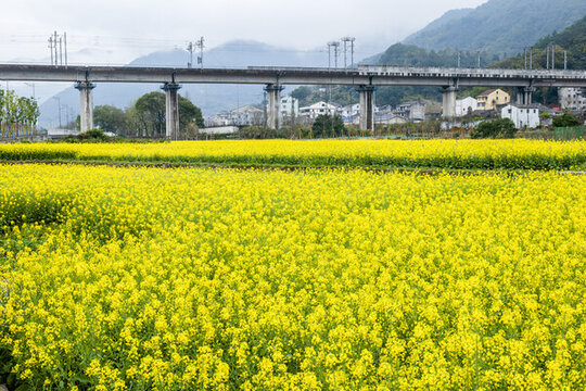 高架油菜花