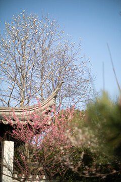 虎丘公園