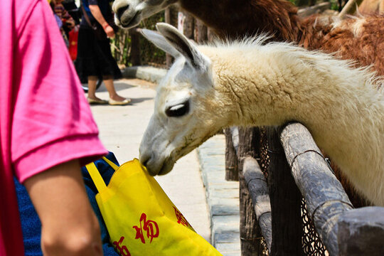 動(dòng)物園羊駝
