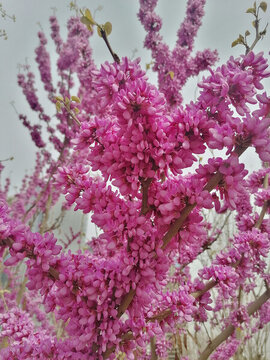 紫荊