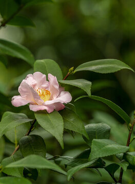 茶花金芯豎幅