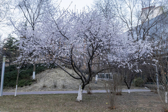 春天公園里的杏花開了