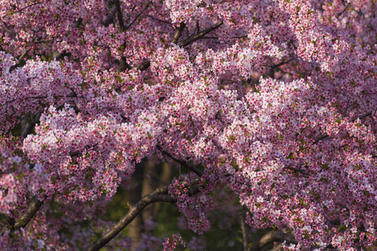 顧村公園櫻花
