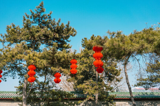 松樹(shù)上的紅燈籠