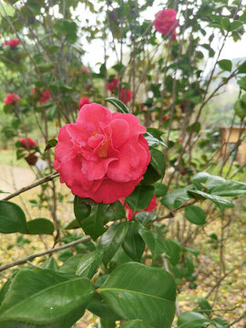 紅山茶花