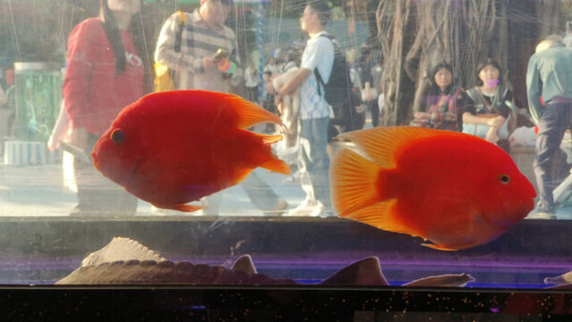广州动物园锦鳞苑的观赏鱼