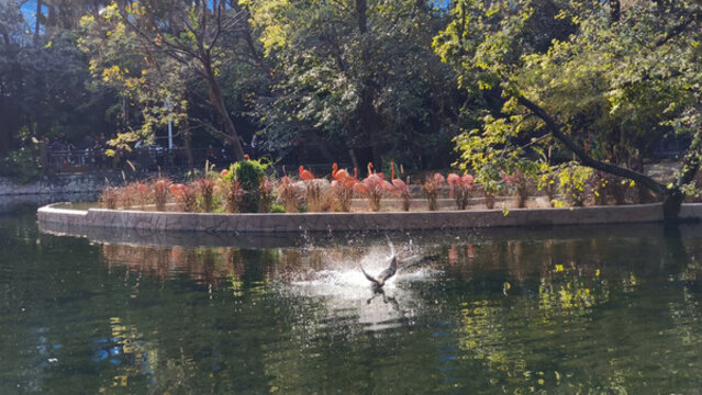 廣州動物園鴨子打架