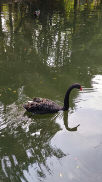 廣州動(dòng)物園的黑天鵝