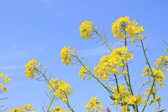 藍(lán)天下盛開的油菜花