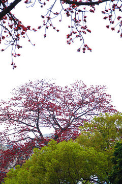 木棉花開(kāi)