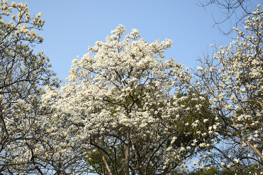 玉蘭花