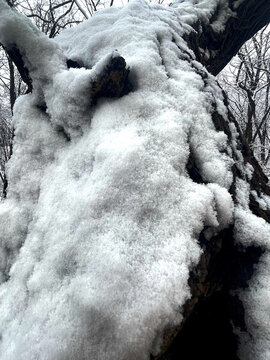 雪樹